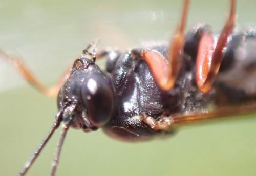 Réf. 289 965 : Pimpla turionellae